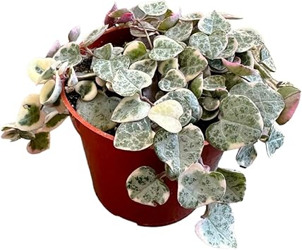 Variegated String of Hearts