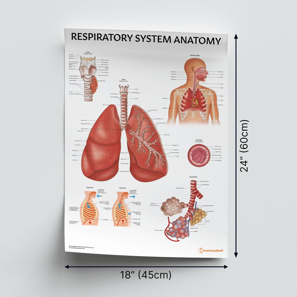 Atmungssystem Anatomie Diagramm Poster 45x60 cm 18x24 Zoll Genaue und umfassende anatomische Illustration Pädagogisch Klassenzimmer