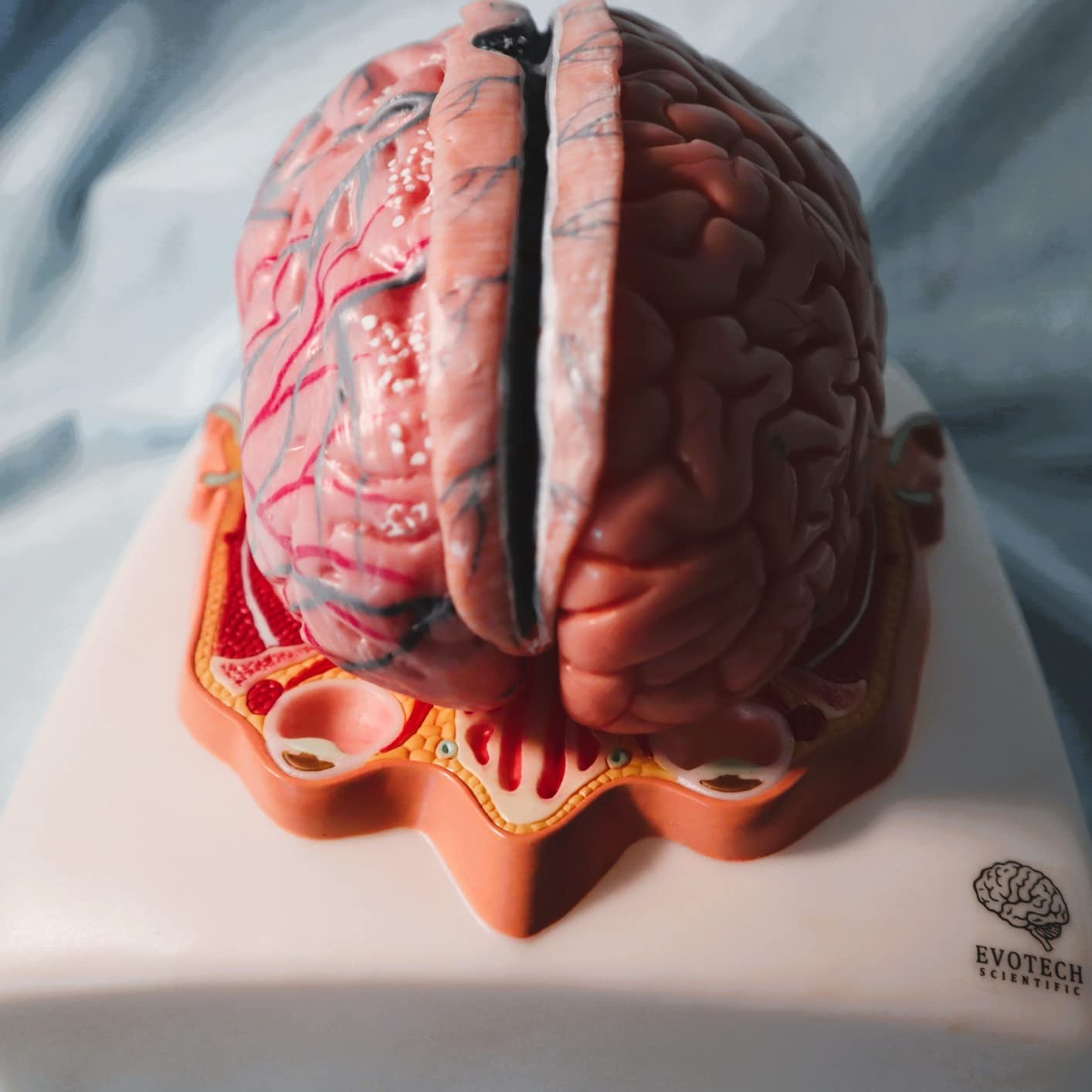 Evotech Human Brain Model w/Arteries, 7 Parts Life Size Anatomy Brain ...