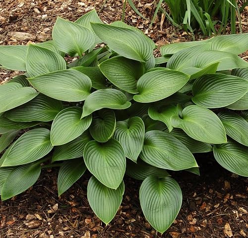 Nouvelles graines fraîches de plantes hosta vertes 70 pièces