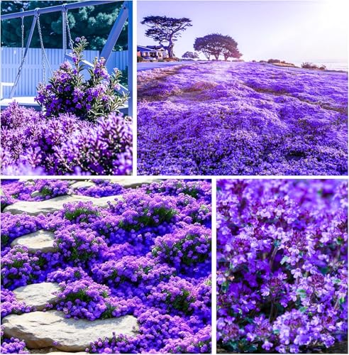 21000+ Creeping Thyme Seeds for Planting Outdoor-Perennial Non-GMO Thymus Serpyllum Magic Carpet Ground Cover Herb Plant in Home Garden