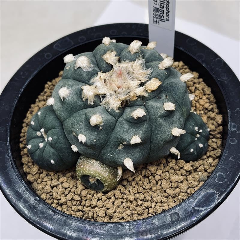 光触媒 人工観葉植物 ウォールグリーン フェイクグリーン パキラ72