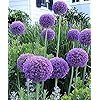 BALDUR Garten Allium 'Magic' - 6 Zwiebeln Zierlauch Mit Großen Blütenkugeln