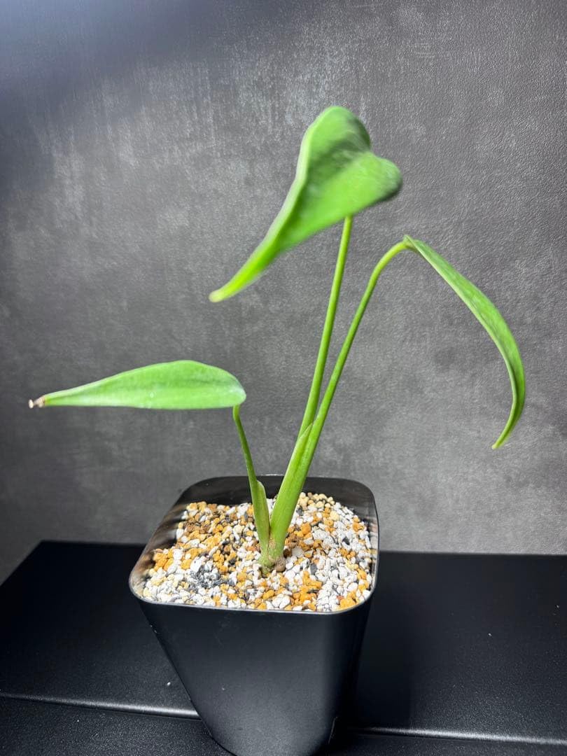 Amazon｜観葉植物 モンステラ バールマルクスフレーム｜観葉植物