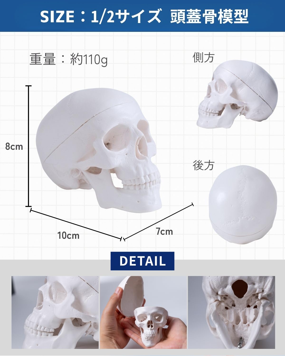 Amazon.co.jp: KIYOMARU 手のひらサイズのミニ頭蓋骨模型 人体模型