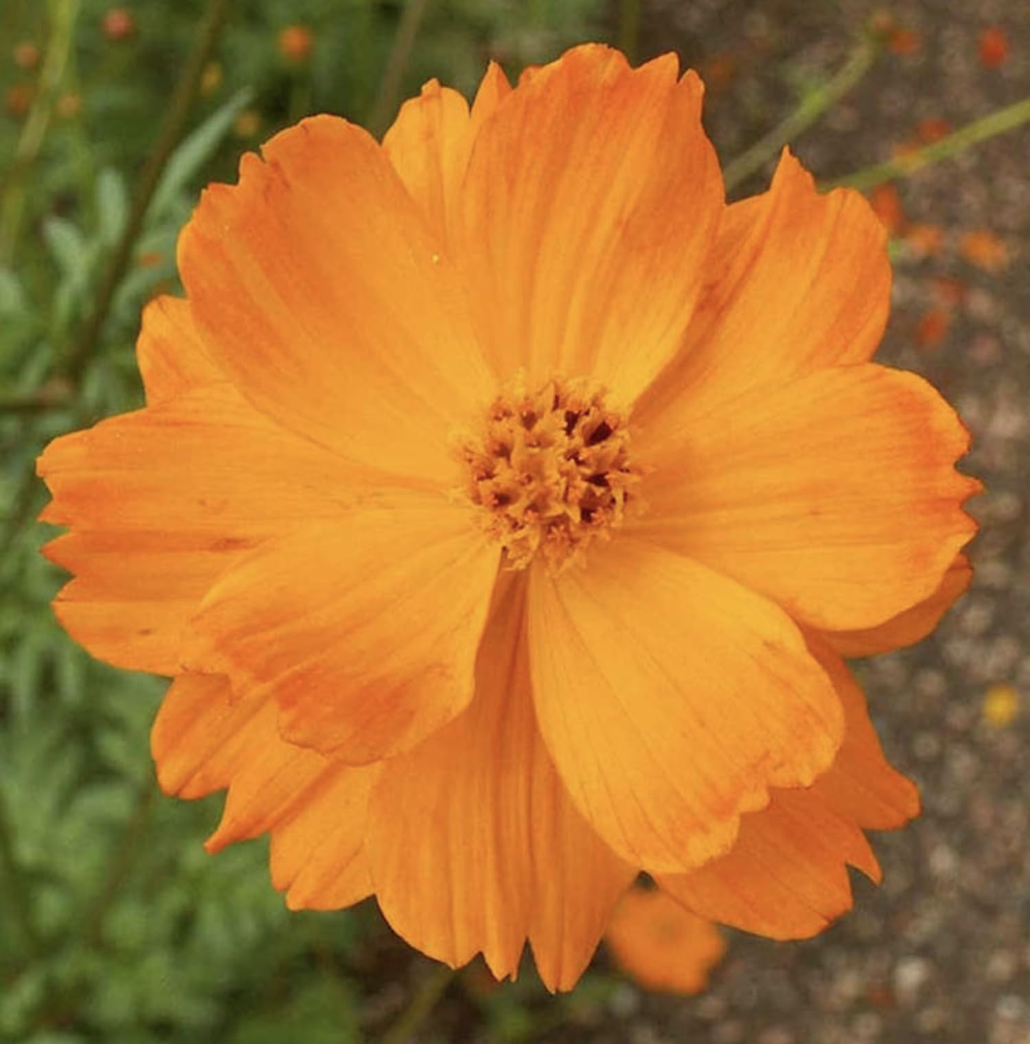 Cosmos sulphureus Sunset Orange Bright Orange Flower Seeds plantting Garden Packet (100 Gram)