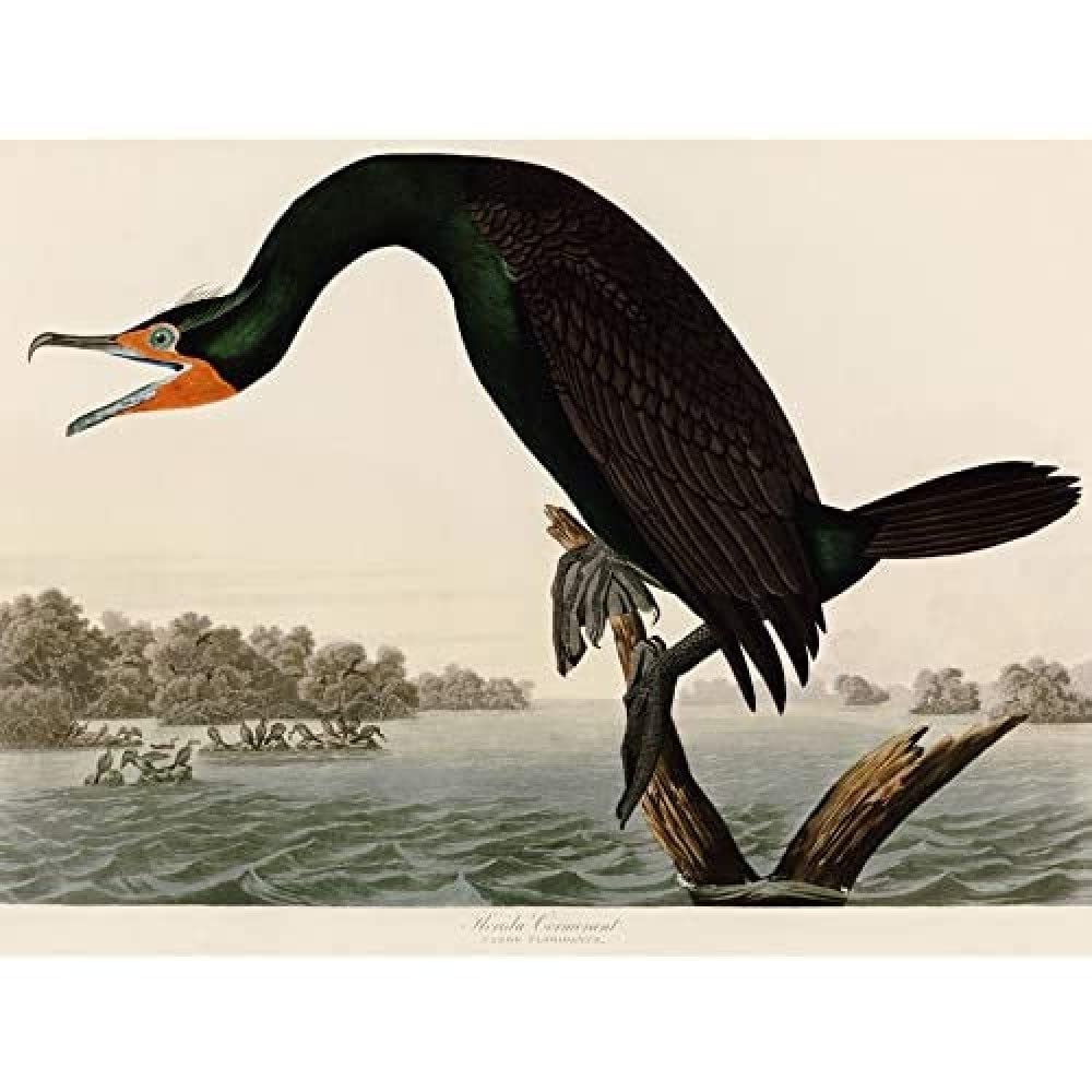 Artery8 Audubon Birds Florida Cormorant Painting Unframed Wall Art Print Poster Home Decor Premium