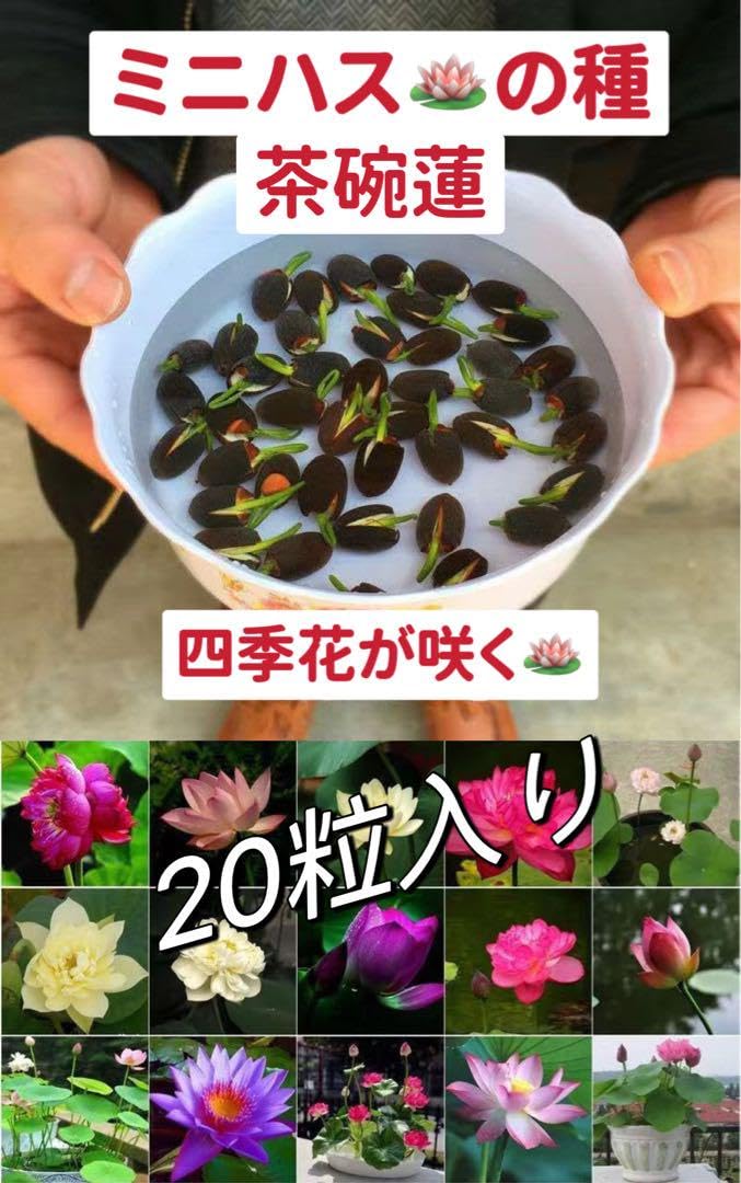 Amazon.co.jp: ミニハスの種 茶碗蓮 ハスの種 屋内外植付け可能