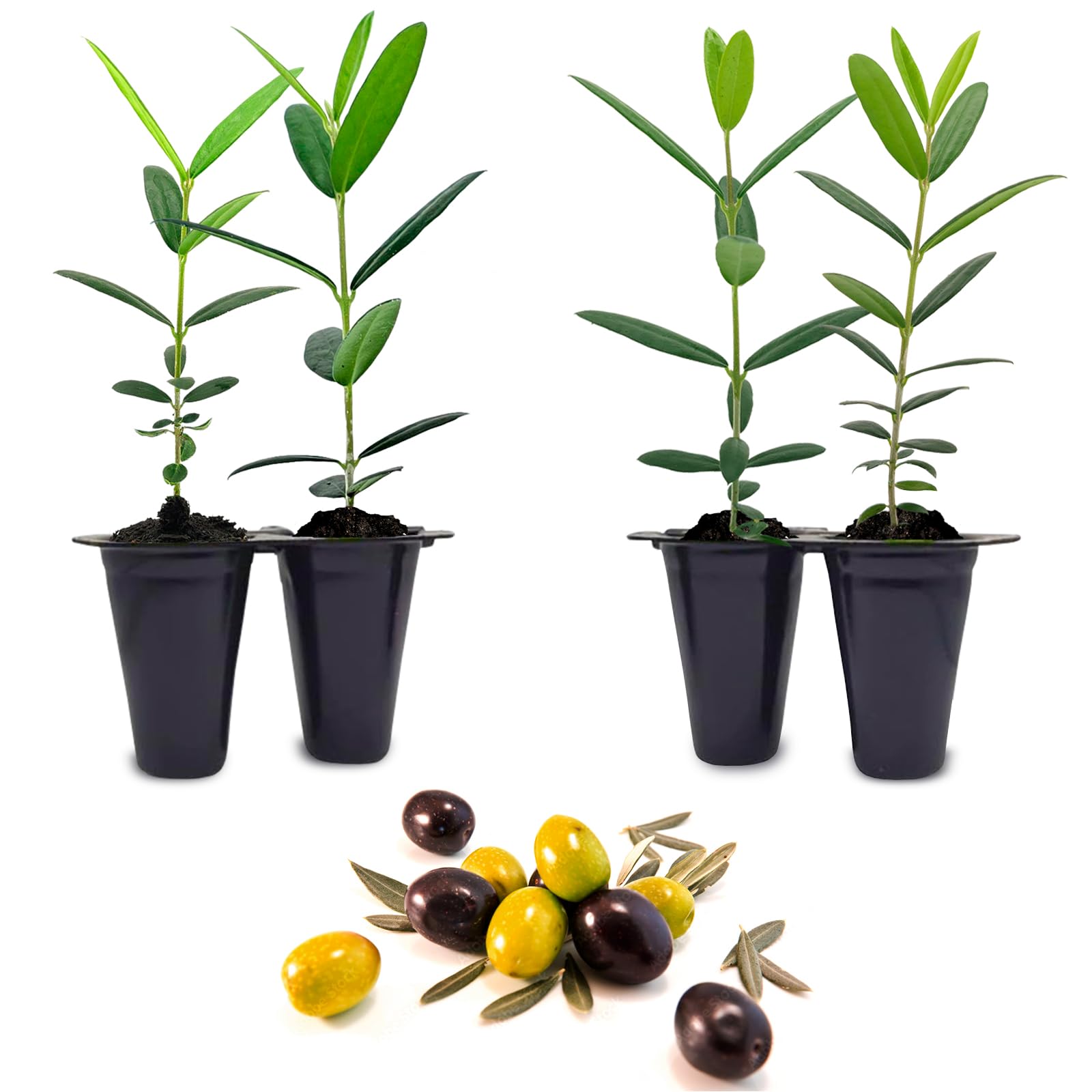 Olive Tree Mission 4 Pack