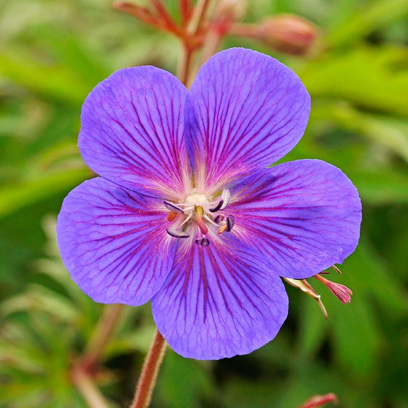 Kaya Cranesbill Hardy Geranium