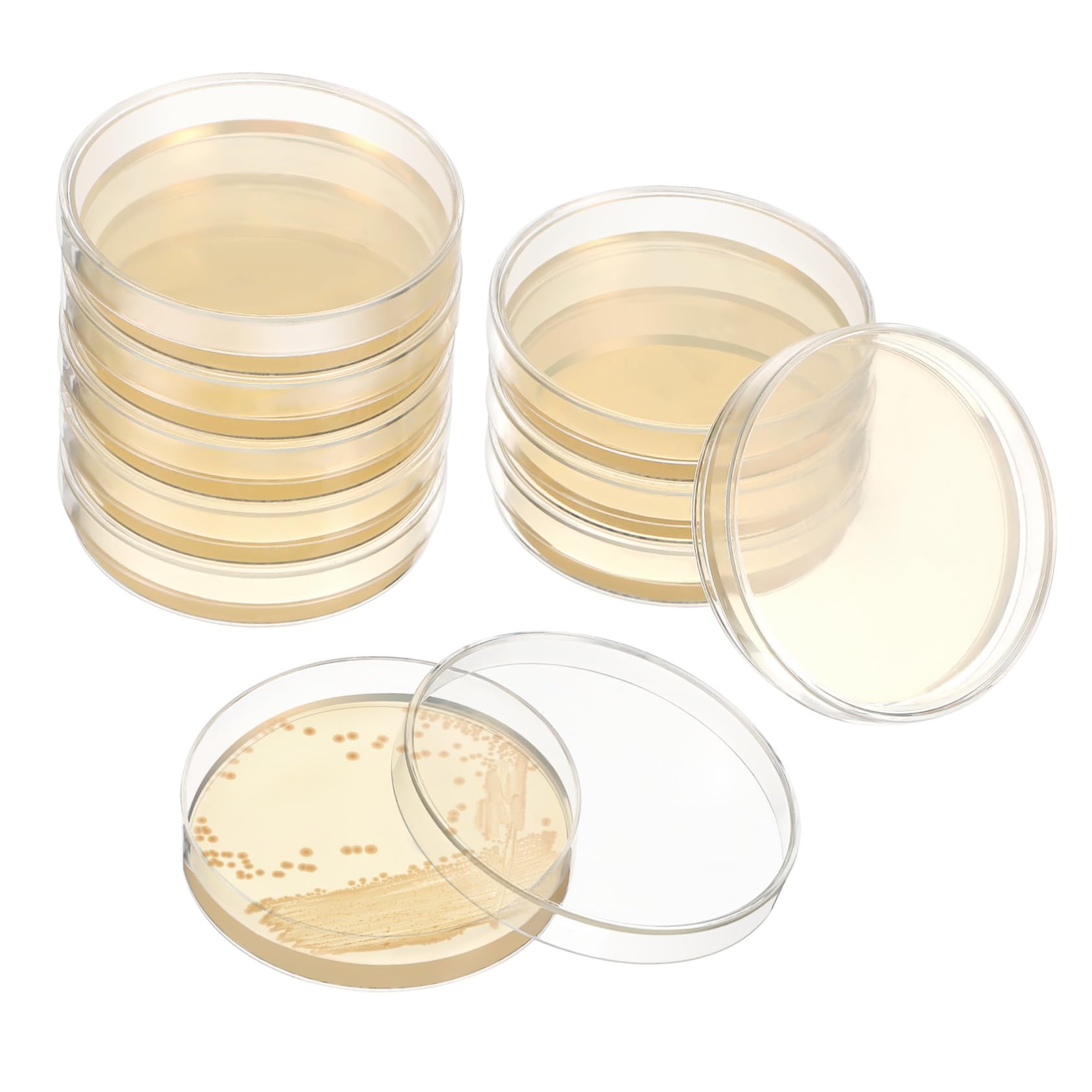 Petrischalen mit Agar 20 Vorgegossene für Wissenschaftliche Experimente