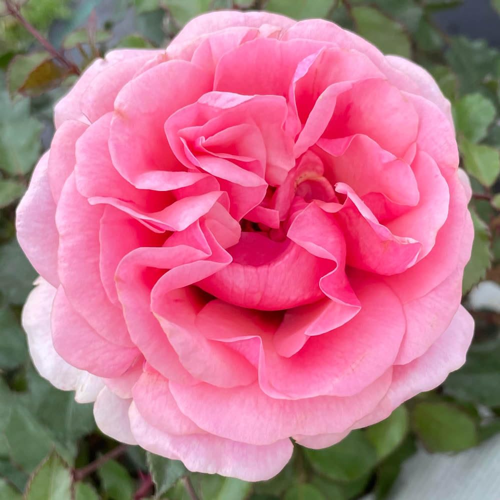YouGarden Harkness Rose 'Special Grandma', Established Rose Plant in 4 Litre Pot, Ready to Plant, Ideal for Pots, Beds & Borders, Hardy Perennial Garden Plant Gift