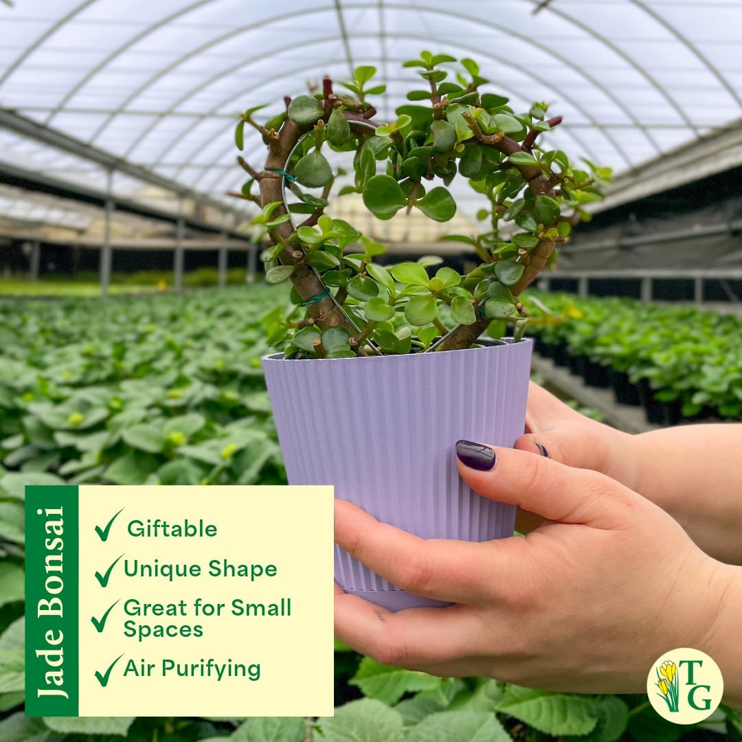 Thorsen's Greenhouse, Heart-Shaped Jade Bonsai Plant, Live Indoor Plant, Gift, Succulent Plant, 4-inch Diameter Pot (Coffee)