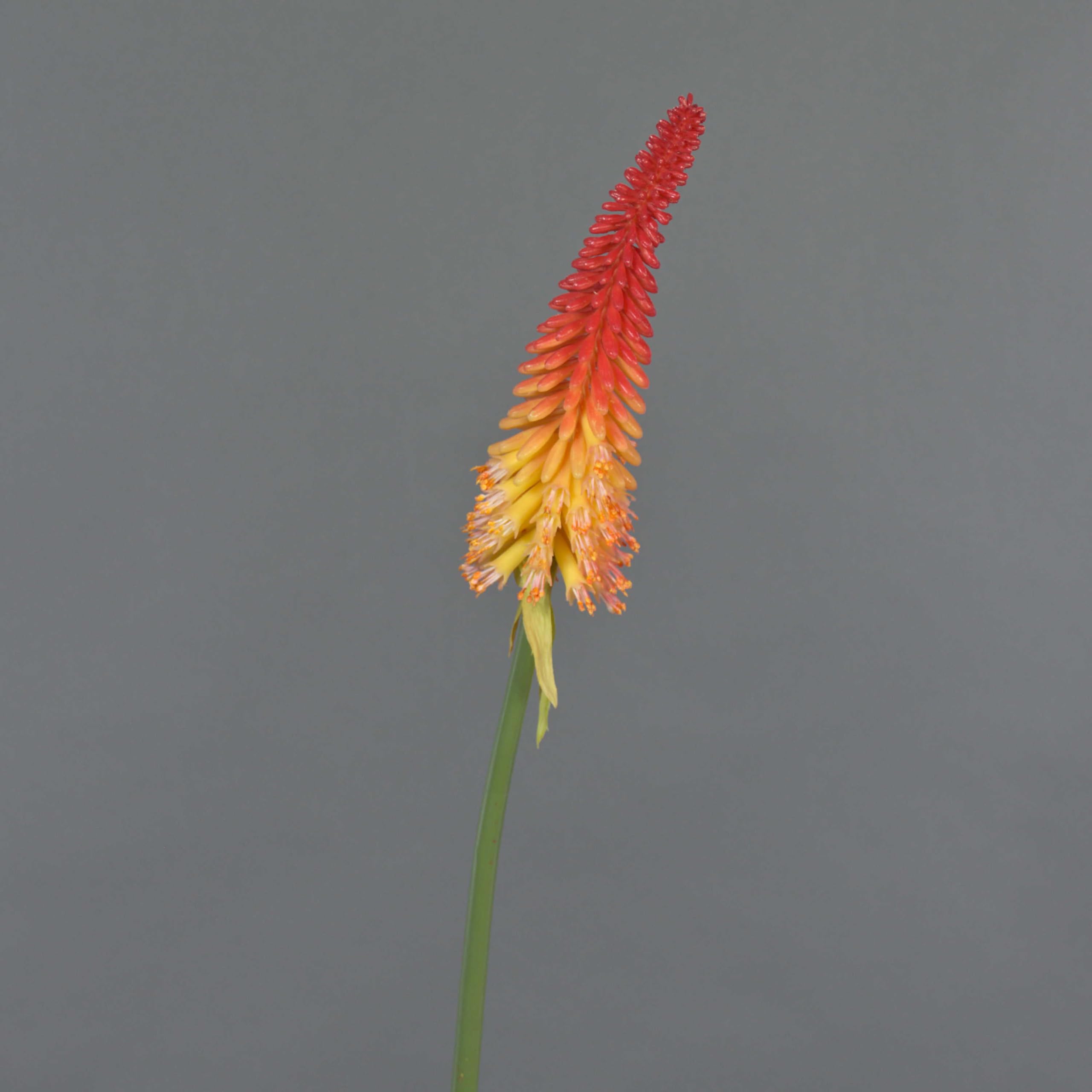 Artplants Red/Orange .De Silk Torch Lily Mundaka, -, 85Cm - Faux Hot Pokers/Artificial Flower Stem