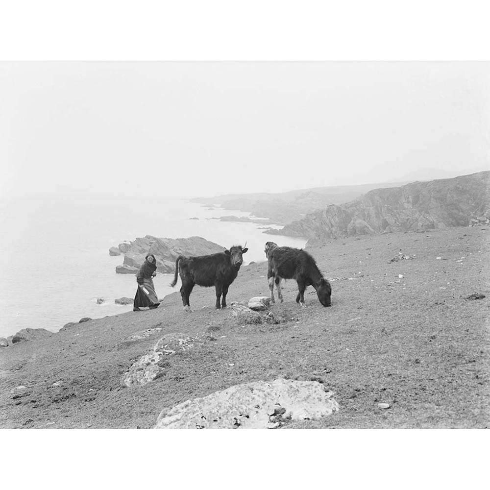 Wee Blue Coo Vintage Photography Landscape Achill Island Ireland Cow Cattle Mayo Art Print Poster Wall Decor 12X16 Inch