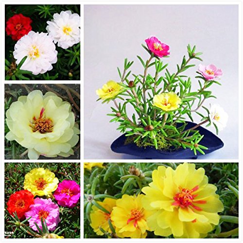 Creative Farmer Flower Seeds Rock Rose Flower Seeds Gift Basket