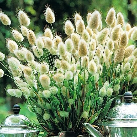 All Seasons Ornamental Bunny Tail Grass Seeds For Home Garden - 35+ Seeds Trial Pack (B0C97BXCN6) Amazon Price History, Amazon Price Tracker
