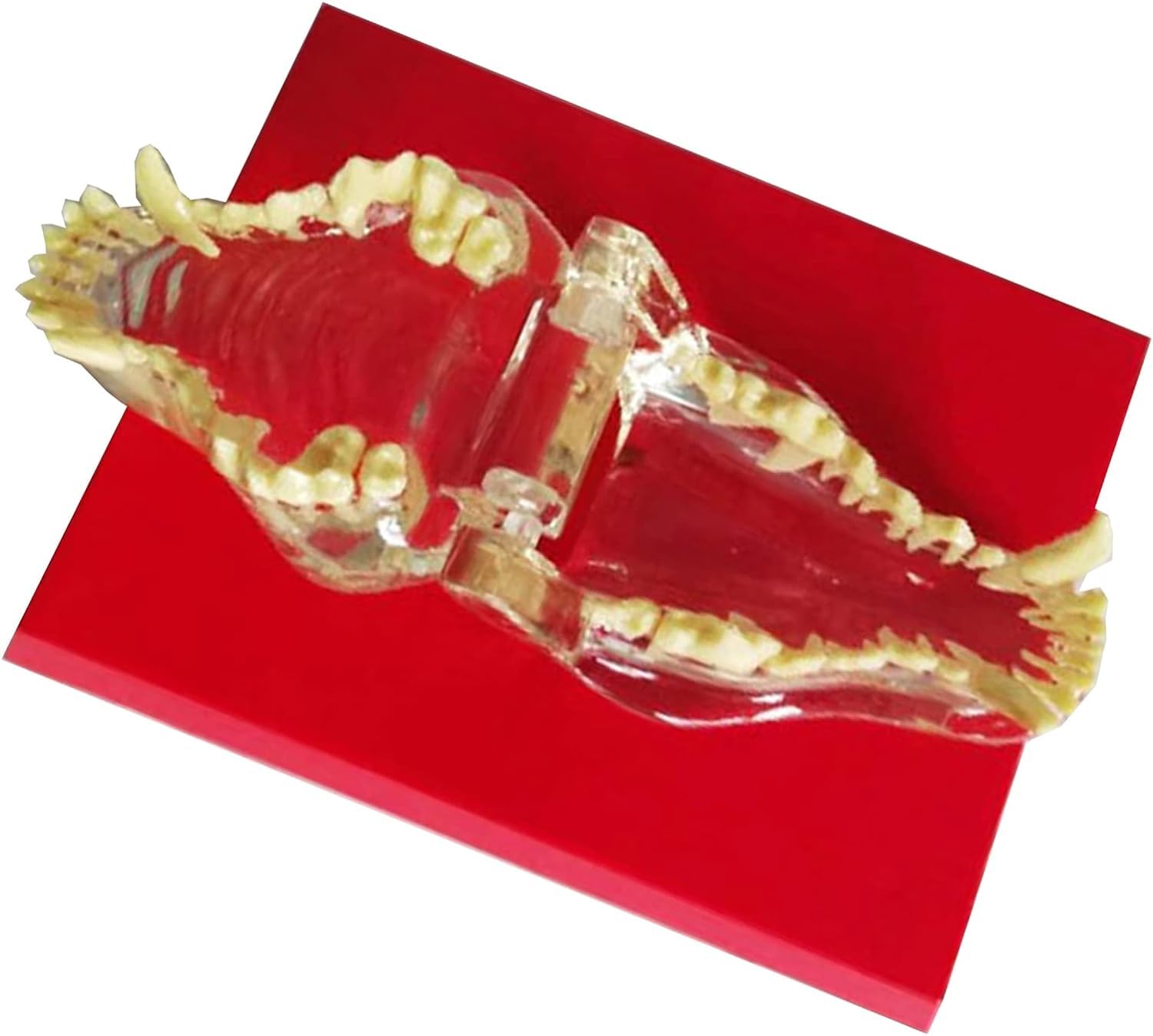 Przezroczysty model uzębienia psa, model zębów dentystycznych psa, przezroczysty model dentystyczny psa, anatomia ciała zwierzęcego, replika zębów szczęki psa do biura weterynaryjnego, narzędzie