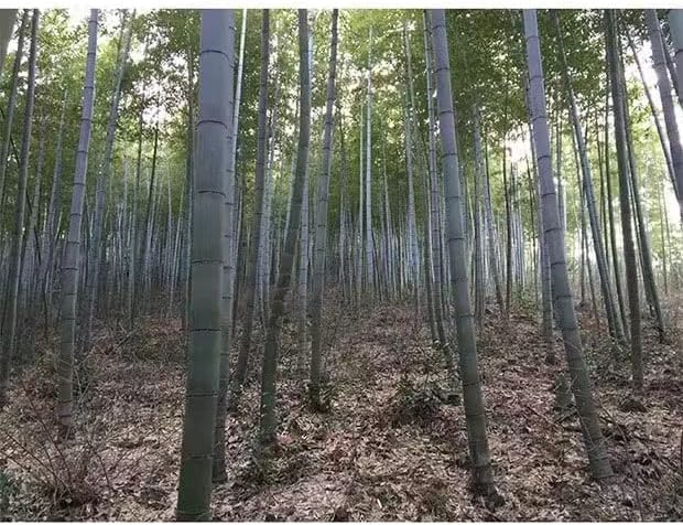 Miniatura 6 de Tazas de té de madera sin pintar, taza de té de bambú natural sin terminar, taza de café, taza de vino, taza de camping, tazas de café de viaje,