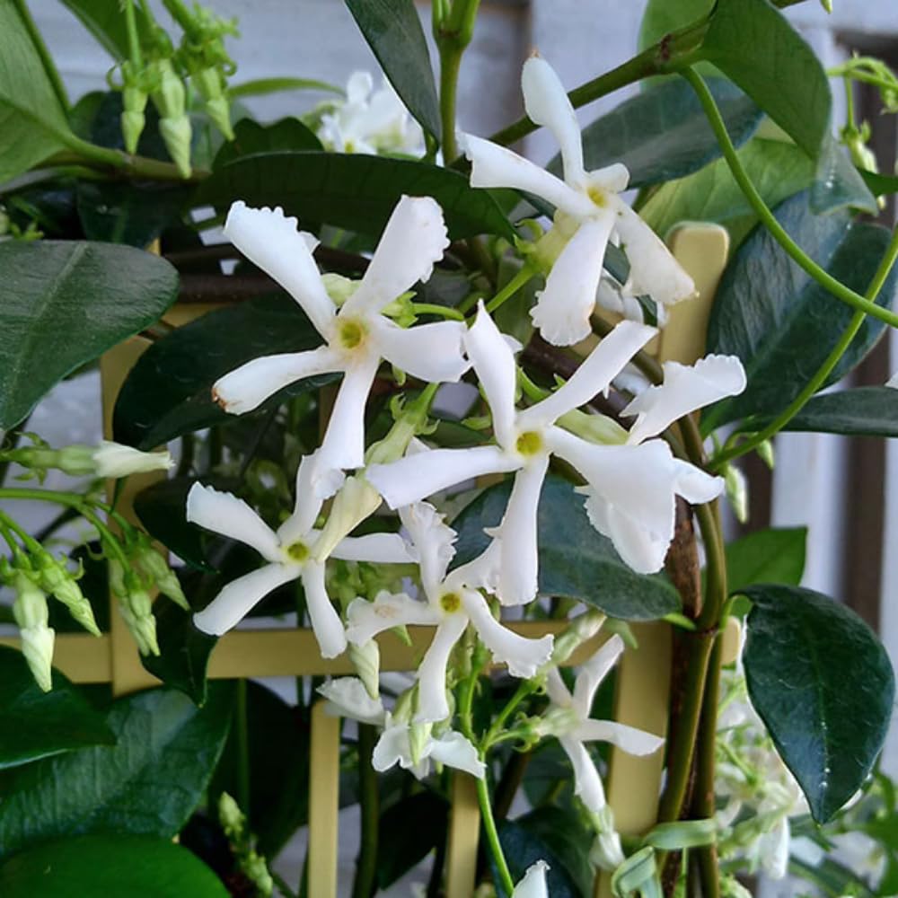 Jasmine♪❤️ Amazon.com : 2 Star Jasmine Live Plants, Blooming Jasmine