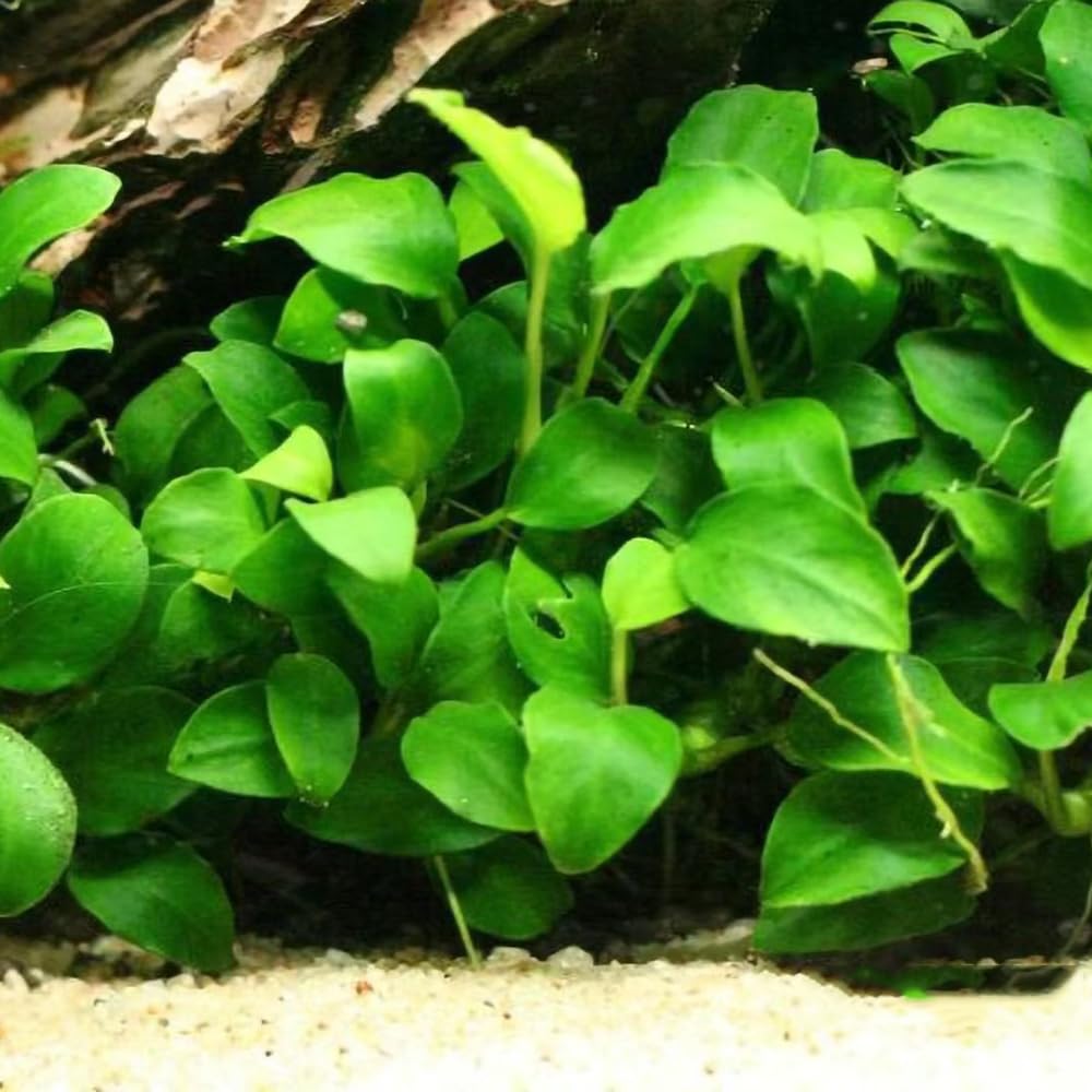 semillas para acuáticas, interior de acuario acuáticas acuarios interior purificadoras aire verdes decoración sala estar semillas acuario cobertura 1000pcs
