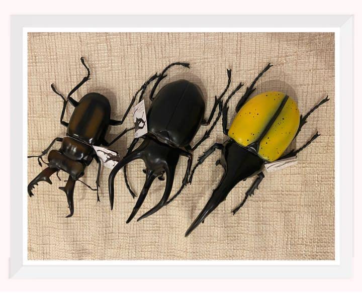 創世王蛇グクマッツ　3枚セット 楽天市場】送料無料【2個セット King of Big beetles カブトムシ