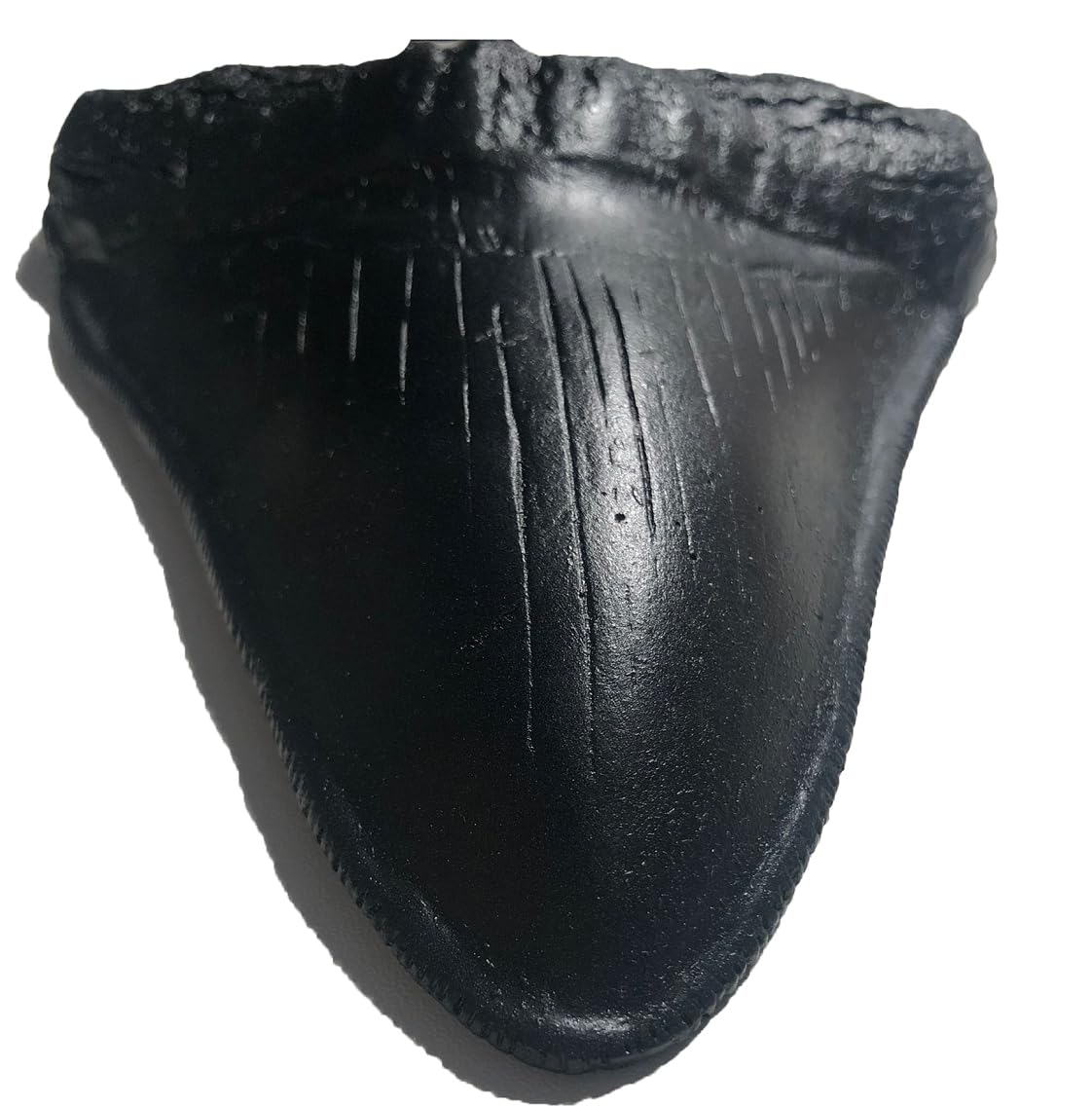 YABINA Megalodon Giant Shark Tooth Replica - Museum Quality Fossil Cast (Black)