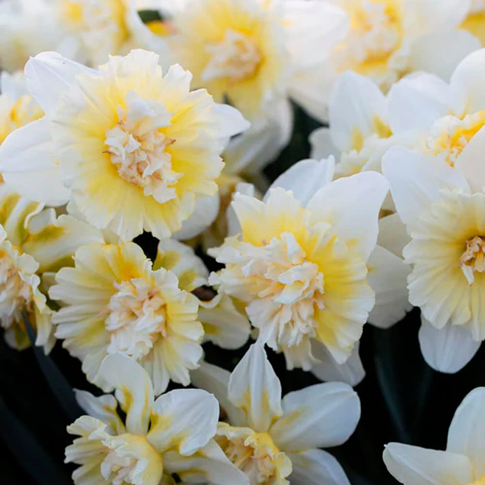 5 x Narcissus Double Ice King - Spring Flowering Bulbs – A Symphony of White, Cream & Lemon Blooms – Dual Form of Daffodil Ice Follies – Perennial – for Your Beautiful Garden