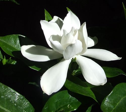 Miniatura 4 de Gardenia Belmont - 30 plantas vivas - Arbusto ornamental floreciente fragante