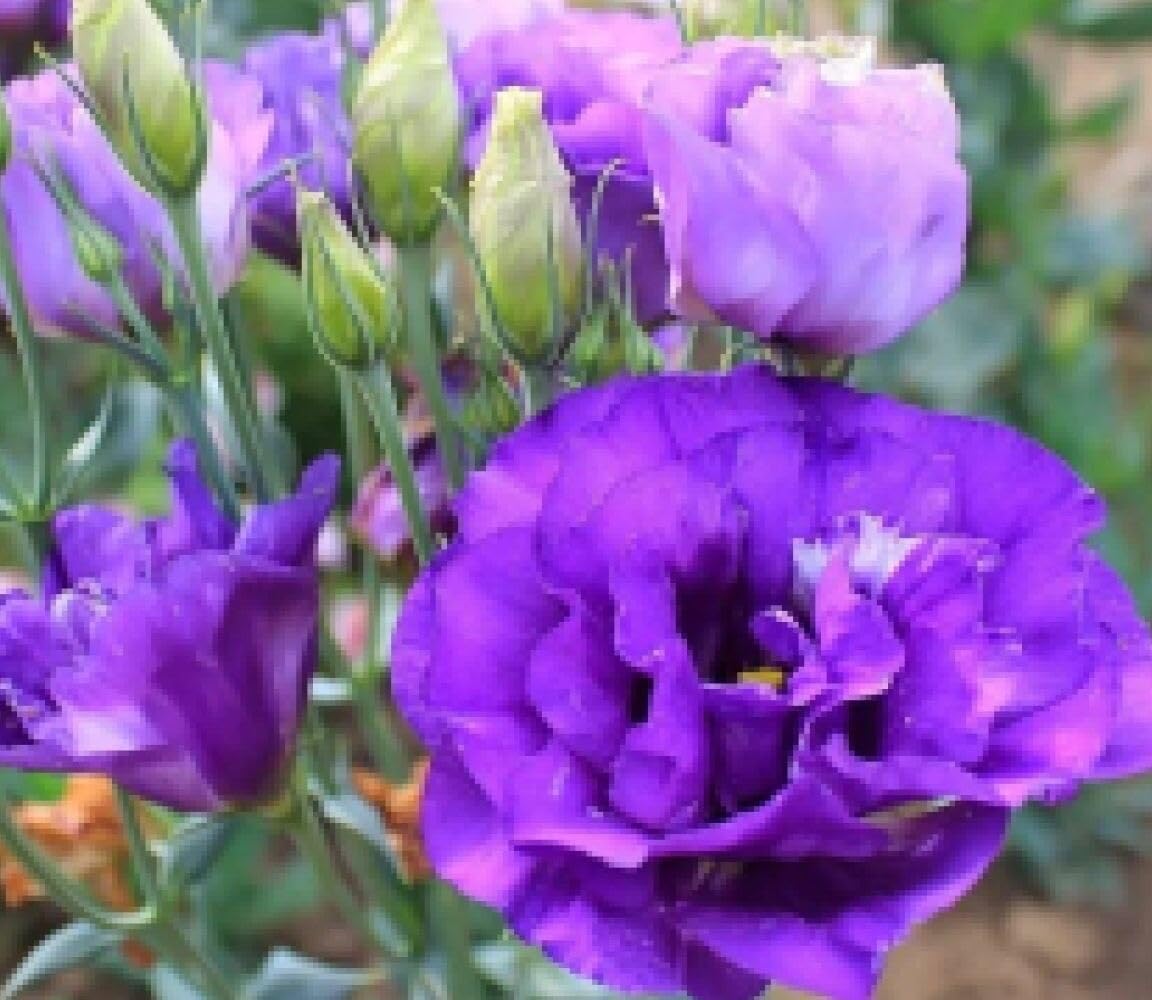 Lisianthus Seeds Echo Series Mixed F1-10 Pelleted Seeds – Cut Flower –
