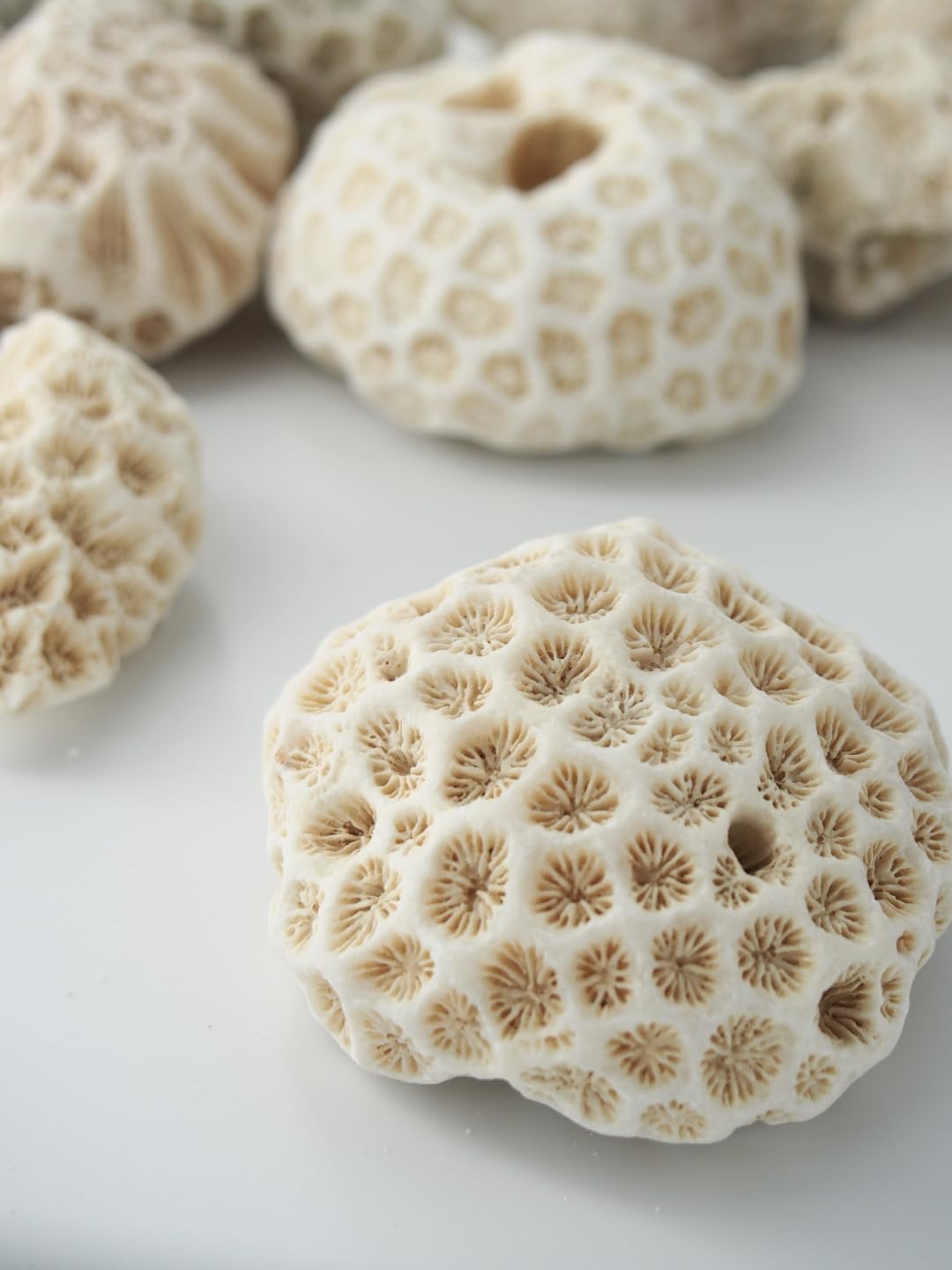 Amazon.co.jp: 【貝殻の問屋さん】サンゴ石【5cm前後/約1kg