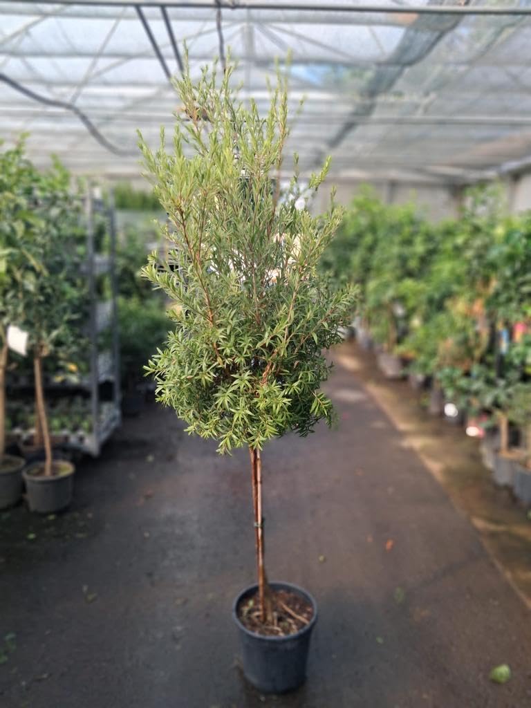 Callistemon Captain Cook pnie (szczotka do czyszczenia cylindrycznego, drzewko do czyszczenia butelek) – ok. 180–200 cm w zestawie z doniczką, zimozielone, mrozoodporne, łatwe w pielęgnacji i kwitnące