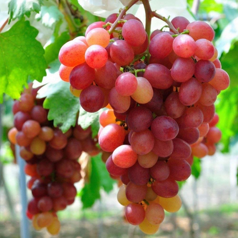 Red Grape Vine Plant Live for Planting Outdoors, Grape Plant Live Grape Tree to Grow 1-2 Years Old, Grape Fruit Tree Live Plant