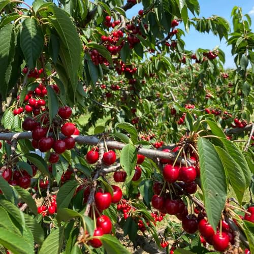 Semillas de cerezo, de balcon de Las de jardín son resistentes semillas orgánicas 200pcs