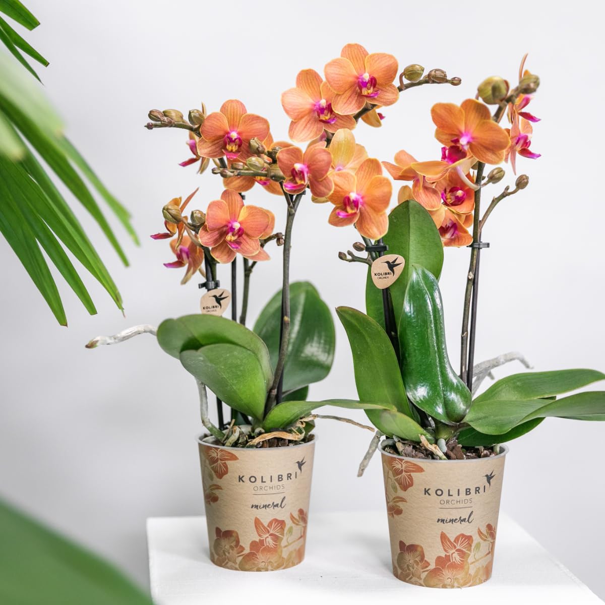 Kolibri Orchids | COMBI DEAL von 2 orange Phalaenopsis Orchideen - Bozen - Topfgröße Ø9cm blühende Zimmerpflanze - frisch vom Züchter