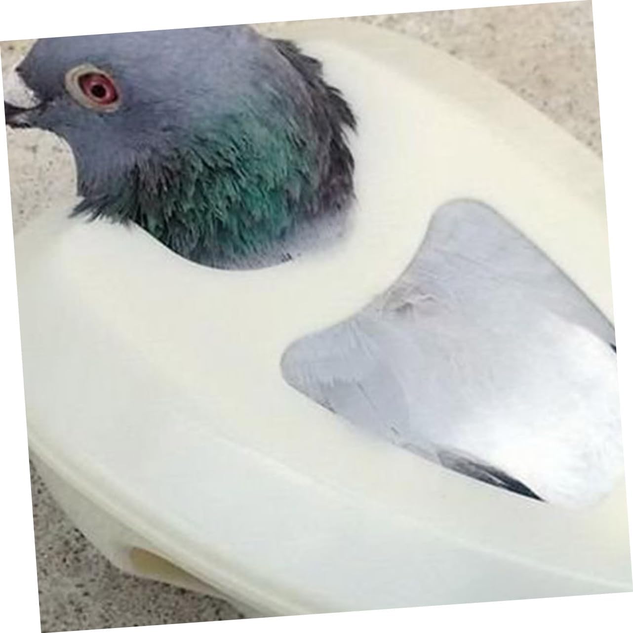 KESYOO 6Pcs Pigeon Injection Holder Durable Fixed Frame for Pigeons Easy Medicine Feeding Observation Lightweight Bird Supply Convenient Storage