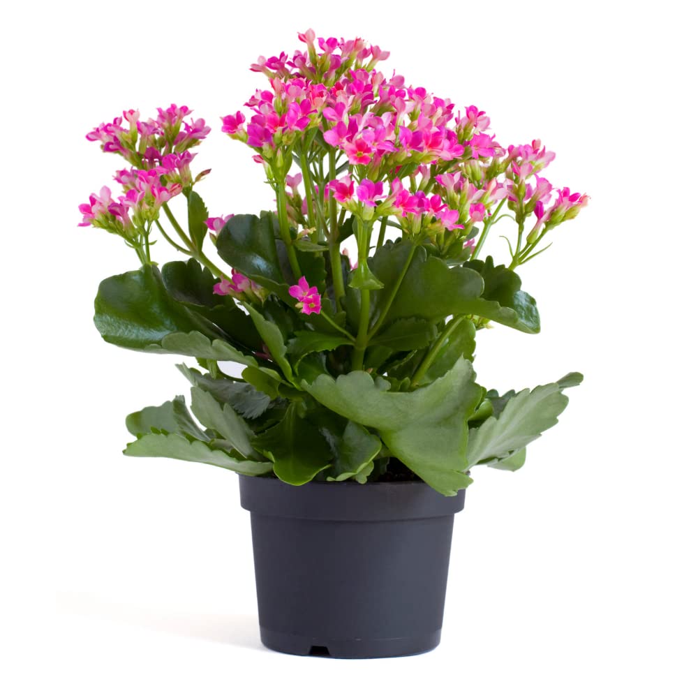 Plantsouk Kalanchoe Flower Plant For Home/Garden/Terrace/Balcony (Healthy live Potted plant) (Pink) (B0B4ZJPRVW) Amazon Price History, Amazon Price Tracker