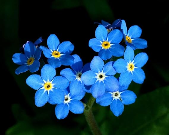 Amazon.com : Forget-Me-Not Flower Seeds, 50 Count COOL BEANS N SPROUTS ...