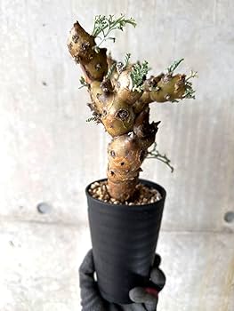 Amazon｜【現品限り】ペラルゴニウム・クリズミフォリウム 現地株