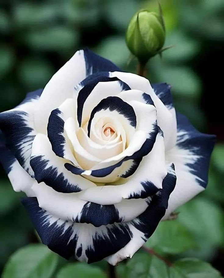 SVG® Rose flower seeds for planting home gardening 30 to 40 seeds (BLACK WITH WHITE) (B0CZ7JD56L) Amazon Price History, Amazon Price Tracker