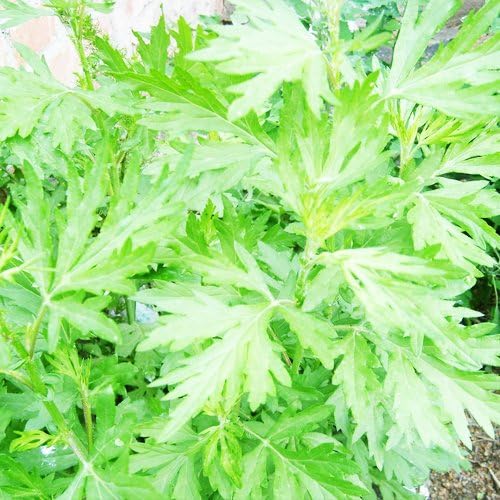 200 Semillas de Artemisia Vulgaris (Artemisia Vulgaris) impresionantes!!!
