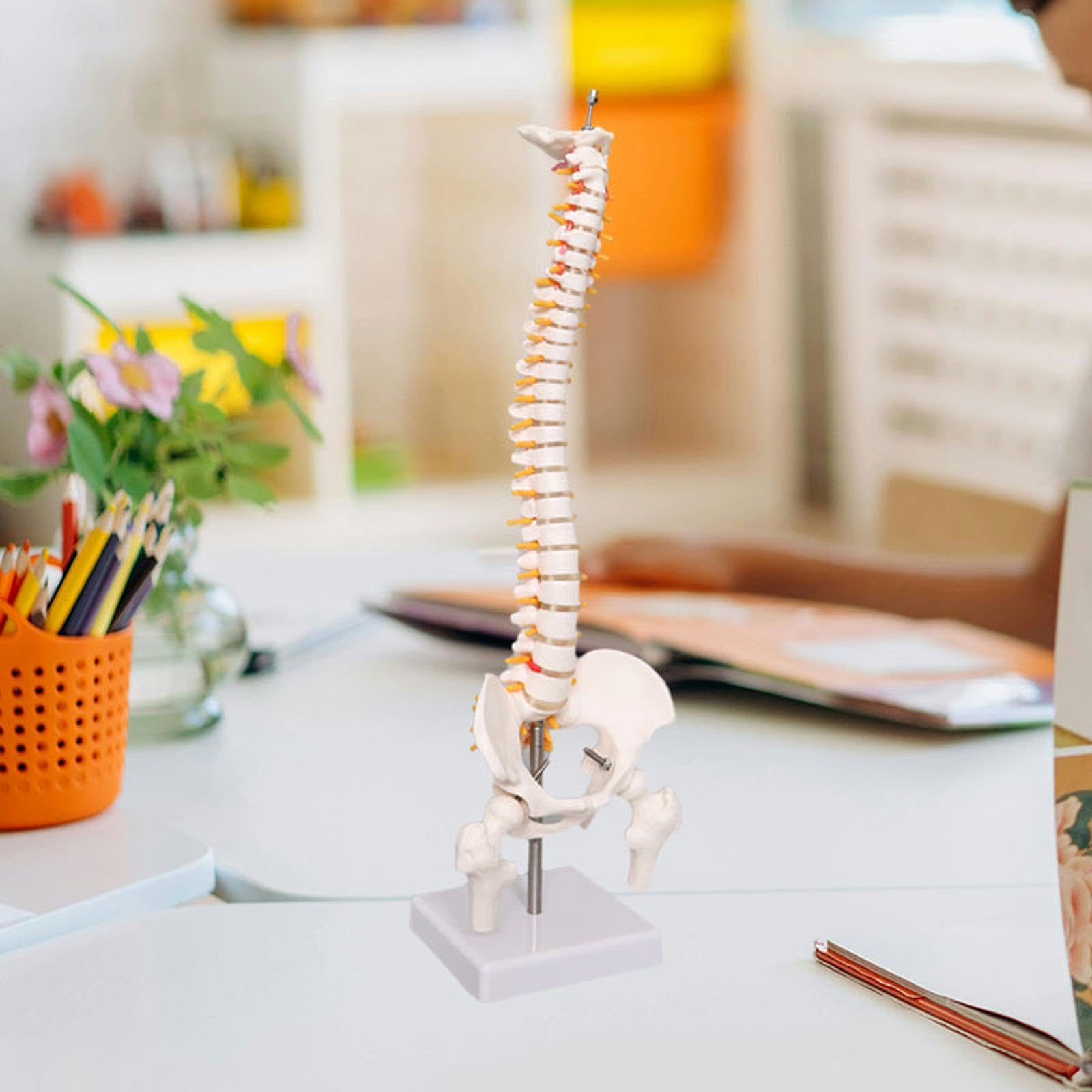 Modelo de columna vertebral humana con soporte, columna vertebral de PVC de 17.7 pulgadas para enseñanza médica y estudio de ciencias