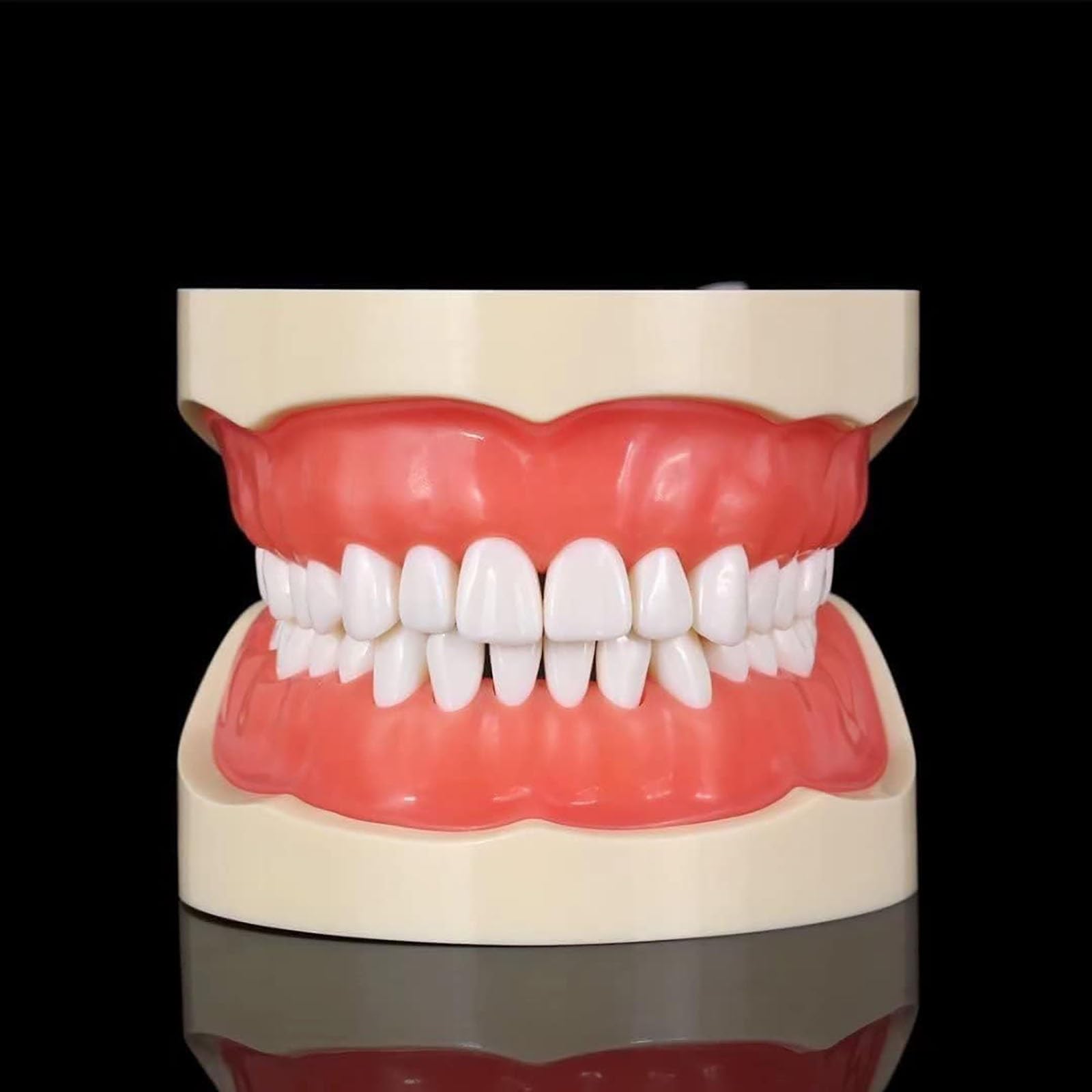 Zähne Modell Erwachsene Standard Demonstration Zähne Modell Zähneputzen Modell Praxis Anatomische Zähne Modell für zahnärztliche Lehre oder Mundpflege 28/32 Zähne(28 teeth)