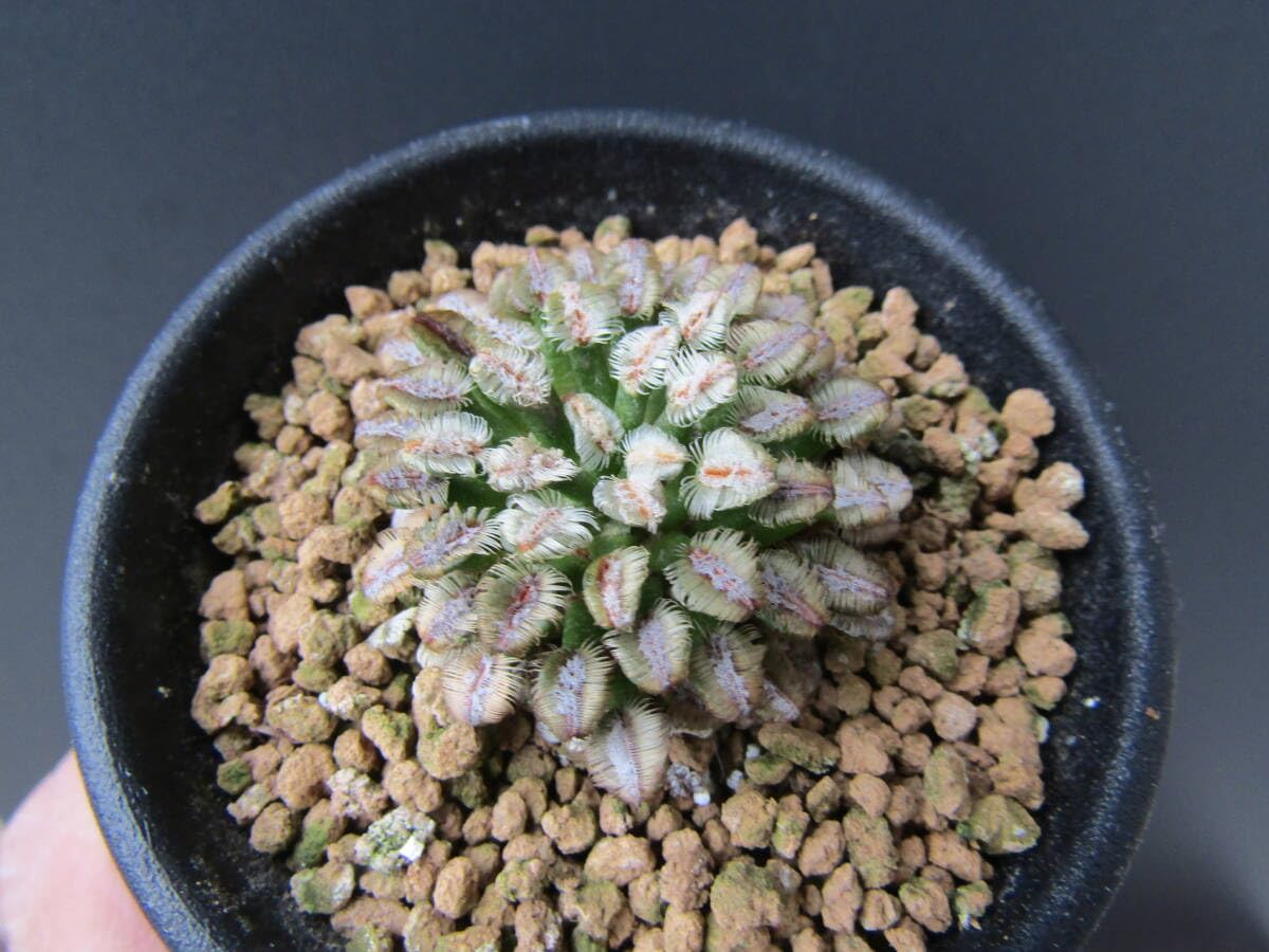 Amazon.co.jp: サボテン 種子 ベルソルディ 牡丹の舞 Mammillaria