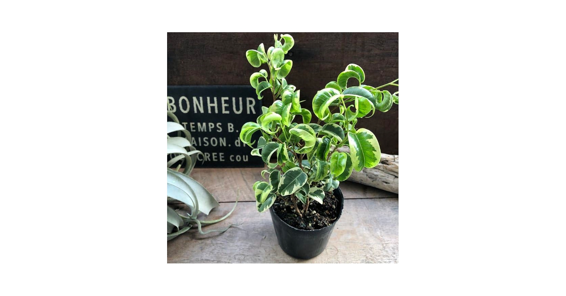 Amazon｜シタシオン ベンジャミン 斑入り 観葉植物 インテリア