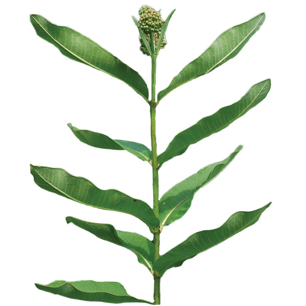 Burpee Showy Milkweed Asclepias Seeds 50 seeds