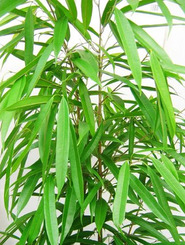 Amazon.co.jp: ショウナンゴムノキ（沼南ゴムの木） 10号サイズ : DIY