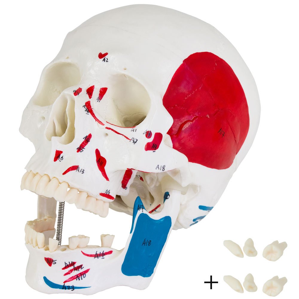 Anatomie Modell Skelett mit Knochen Körper Mensch Muskeln Medizin Skeleton Menschliches Skelett Lebensgroß 175 cm mit Ständer Menschen Körper Lehrmodelle MedMod