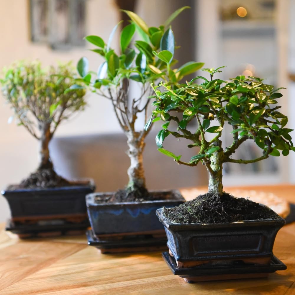 Bonsai Plant Mix in Ceramic Pot - Tender Perennial – Houseplant - Indoor Display - 1x 16cm Potted Plant by Thompson & Morgan