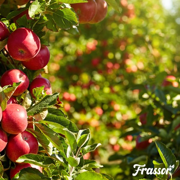 Fertilizante Para Insectos - 10kg | Por 100 M - Activador Y Fertilizante Natural Del Suelo - Rico En Nutrientes - Fertilizante Para Jardín - Frassor